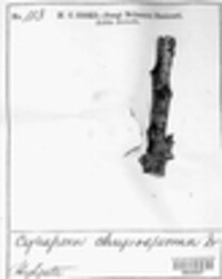 Cytospora chrysosperma image